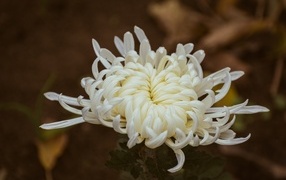 Белый цветок садовой хризантемы вблизи