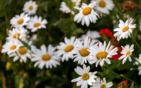 Белые садовые ромашки на клумбе