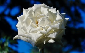 Белая садовая роза в лучах солнца