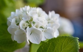Белые цветы гортензии с зелеными листьями