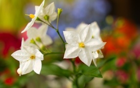 Белые комнатные цветы крупным планом