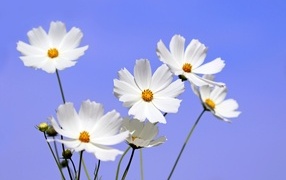 Белые цветы космея на фоне голубого неба