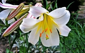 Белые крупные цветы садовой лилии с бутонами