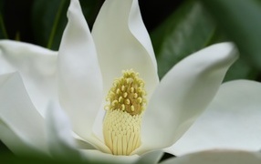 Белый крупный цветок магнолии вблизи