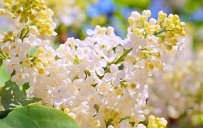 Белые цветы сирени крупным планом