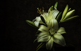 Белые цветы лилии в каплях росы на черном фоне