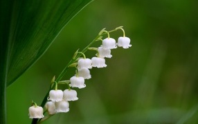 Белый ландыш крупным планом