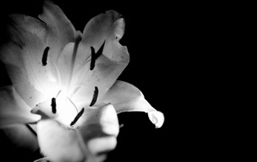 Белая лилия на черном фоне