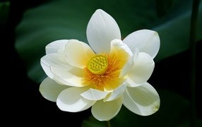 Белый цветок лотоса с желтой серединкой крупным планом