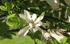 Белый цветок магнолии в зеленых листьях