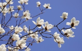 Белые цветы магнолии на ветке на фоне голубого неба