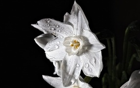 Белый цветок нарцисса в каплях росы