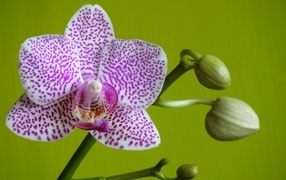 Белая в сиреневую крапинку орхидея с бутонами