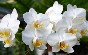 Белые орхидеи крупным планом 