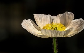 Белый цветок мака крупным планом