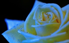 Белый бутон розы в каплях росы