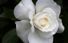 Цветок белой розы вблизи