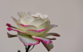 Белая роза с розовыми краями на лепестках 