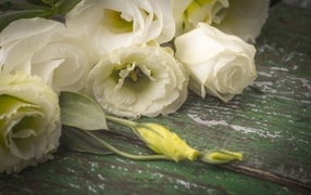 Белые розы и цветы эустомы на столе