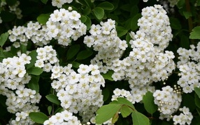 Белые цветы рябины крупным планом