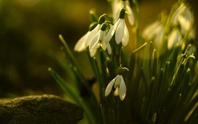 Белые цветы подснежника в лучах весеннего солнца