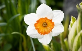 Белый весенний нарцисс крупным планом