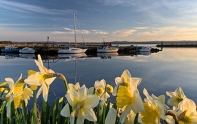 Белые весенние нарциссы растут у воды