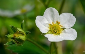 Белый цветок клубники с зеленой ягодой