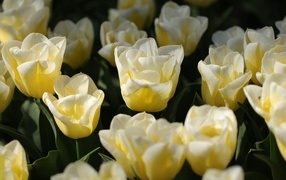 Белые тюльпаны на клумбе в лучах солнца