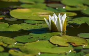 Белая водяная лилия распускается в пруду