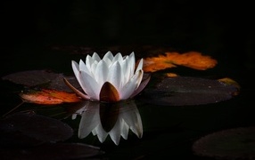 Белый цветок водяной лилии с большим зелеными листьями в пруду