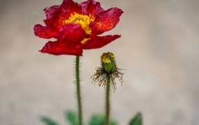 Увядшие лепестки красного мака