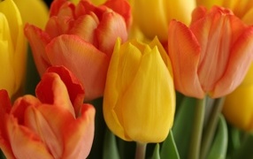 Желтые и оранжевые тюльпаны крупным планом