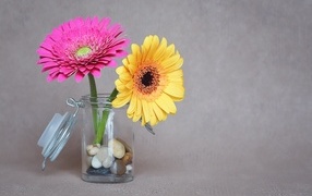 Желтый и розовый цветок герберы в банке