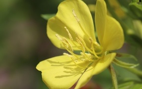 Желтый красивый цветок энотера