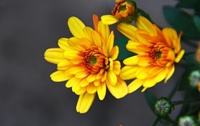 Желтые хризантемы с бутонами на сером фоне