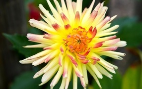 Цветок желтого георгина с острыми лепестками