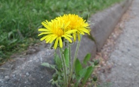 Желтые цветы одуванчика у дороги 
