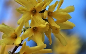 Yellow forsythia flowers close up