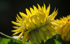 Желтый садовый цветок на черном фоне