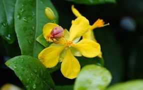 Желтый цветок гиперкум в каплях дождя
