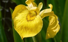 Желтый цветок ириса крупным планом