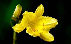 Желтая лилия с бутоном на черном фоне