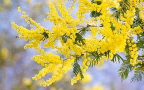 Желтая пышная ветка весенней мимозы