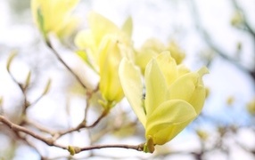Желтые цветы магнолии на ветке дерева