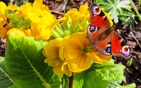 Желтые цветы примулы с бабочкой