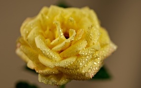 Желтая роза в каплях росы крупным планом