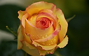 Желтая роза в каплях крупным планом