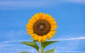 Желтый цветок подсолнуха на фоне голубого неба  