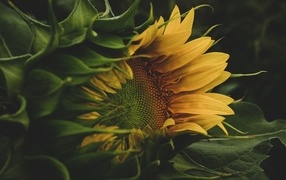 Желтый цветок подсолнуха с зелеными листьями